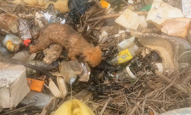 Von der Müllhalde ins Glück. Quelle: Youtube Screenshot