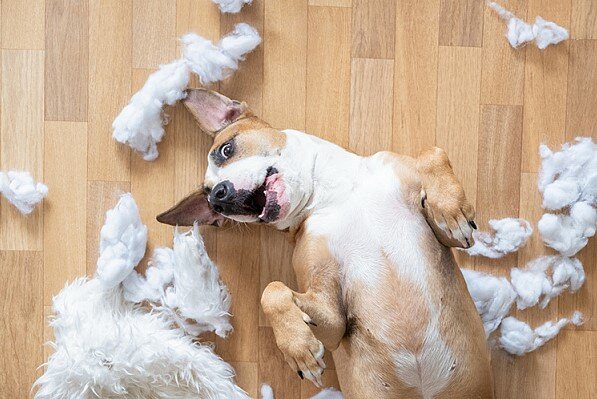 So halten Sie Ihr Haus sauber, wenn Sie einen Hund haben: einfache Tipps für alle