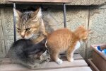 Mama Katze und ihre Kitten warten auf ihr Wunder. Quelle: Youtube Screenshot