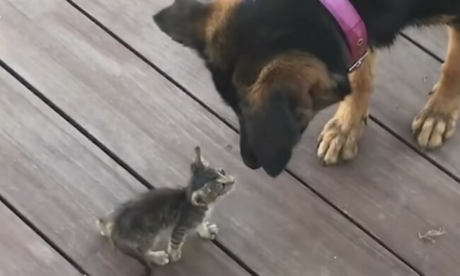 Ein rührendes Beispiel für gegenseitige Tierhilfe. Quelle: Screenshot YouTube
