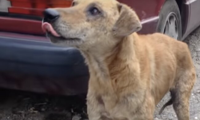 Hund. Quelle: Screenshot YouTube