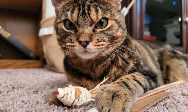 Wie sich der wütende Kater mit neuen Besitzern verändert hat