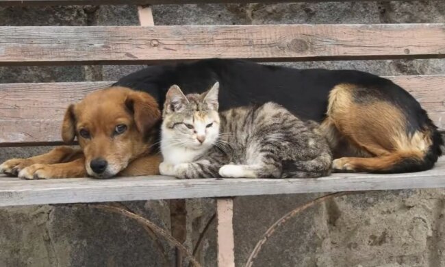 Tiere mit großer Lebenslust. Quelle: Screenshot YouTube