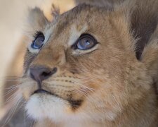 Tiere unterstützen sich gegenseitig. Quelle: Screenshot YouTube