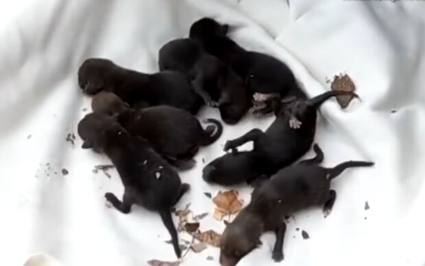 Neugeborene Babys. Quelle: Screenshot Youtube