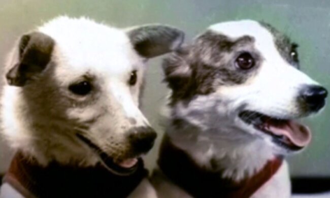 „Tiere-Kosmonauten“: wie die Hunde mit den Spitznamen Belka und Strelka in den Kosmos geflogen sind