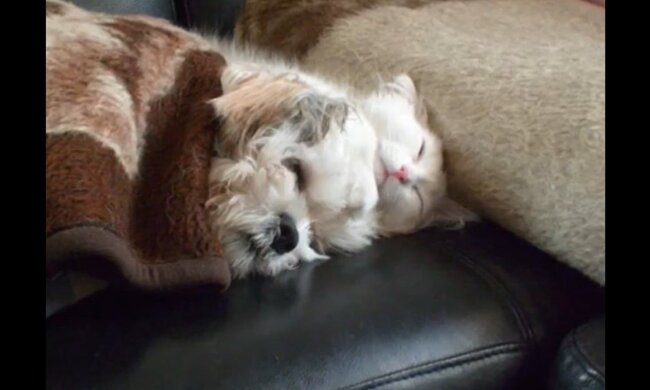 Echte Liebe. Quelle: Screenshot