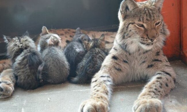 Der Luchs aus dem Zoo, der zuvor Welpen, Waschbären und Bärchen aufgezogen hat, kümmert sich jetzt um Kätzchen