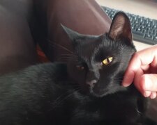 Panther. Quelle: YouTube Screenshot