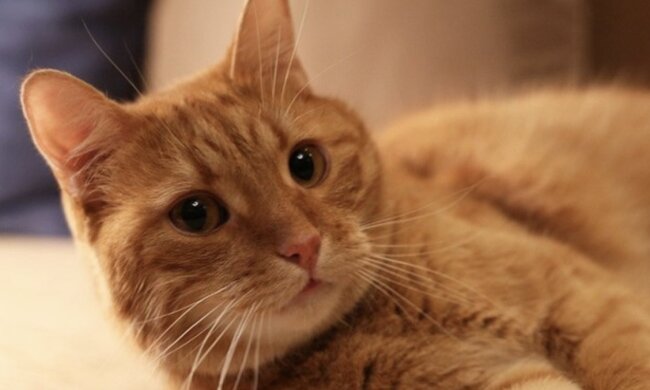 Die rote Katze. Quelle: Screenshot YouTube