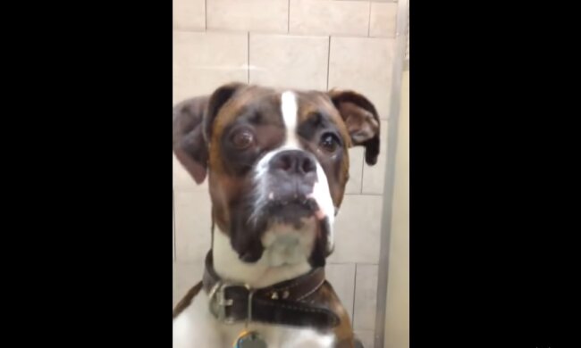 Hund beim Tierarzt. Quelle: Youtube Screenshot