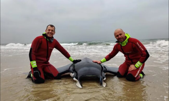 Er ist wieder zu Hause: Retter haben einen 150 Kilogramm schweren Stechrochen ins Meer zurückgebracht, Details