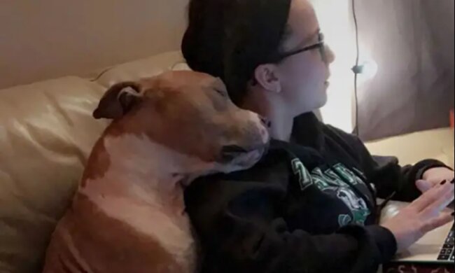 Die Studentin hat einen Pitbull aus dem Tierheim nach Hause genommen, und jetzt hört er nicht auf, sie als Dank zu umarmen