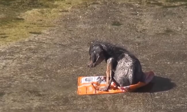 Hund. Quelle: Screenshot