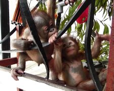 Ein auf wundersame Weise überlebender Orang Utan, trifft zum ersten Mal seinen Artgenossen und ist begeistert