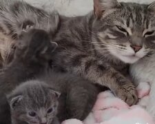 Streunende Katze bittet Menschen um Hilfe, nachdem sie in ihrem Garten Babys zur Welt gebracht hat