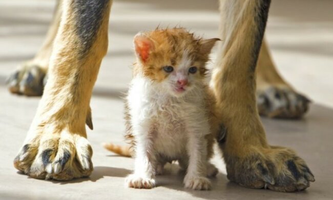 Der Haushund "überredete" ein obdachloses Kätzchen, zu ihm nach Hause zu gehen, weil seine Besitzer nett sind und eine Katze gern adoptieren