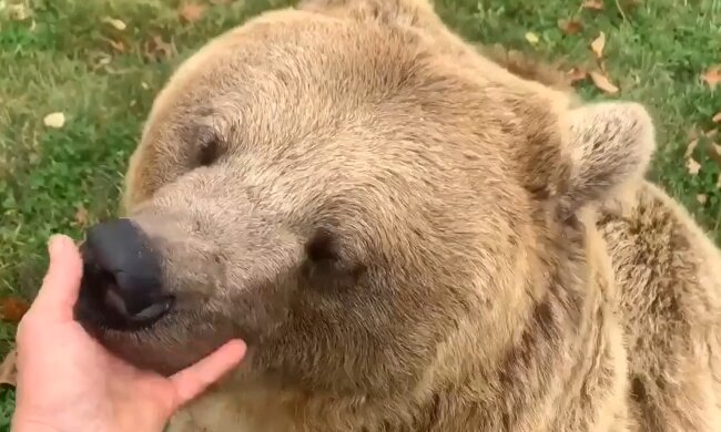 Kleiner Bär. Quelle: goodhouse.com