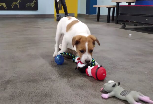Tierheimhund wählt das Geschenk aus. Quelle: Screenshot Youtube
