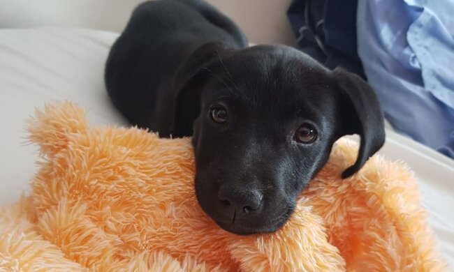 "Wir sind besonders": Ein Junge ohne Freunde nahm eine sechsbeinige Hündin mit nach Hause