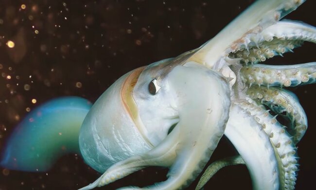 Kalmar. Quelle: Screenshot Youtube