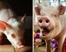 Familie kaufe ein Minipig, doch es verwandelte sich in ein 227-schweres Schwein