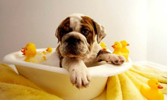 Hygiene für einen Hund: Prozeduren, die für Vierbeinigen durchgeführt werden sollten
