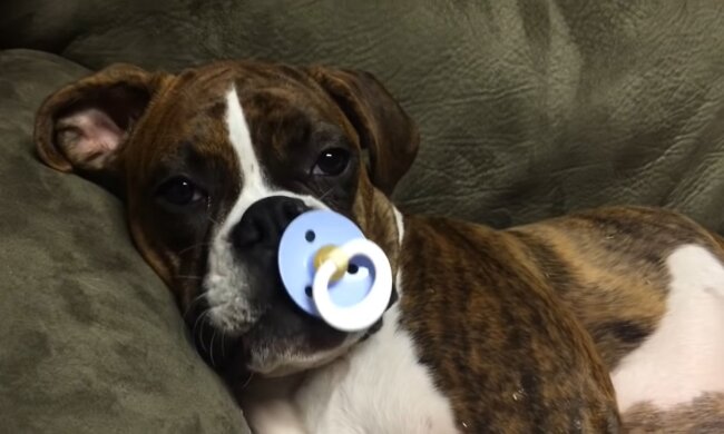 Die außergewöhnliche Bindung. Quelle: Youtube Screenshot