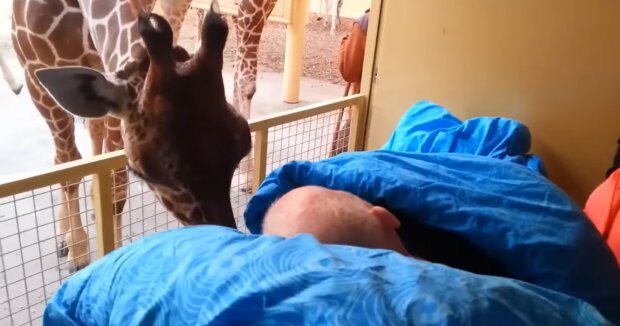 Zoowärter erhält von den Tieren, für die er gesorgt hat, einen königlichen Abschiedsgruß
