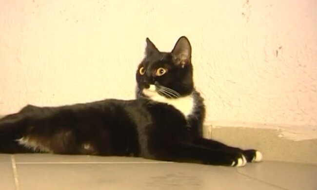 Streunende Katze. Quelle: Screenshot Youtube