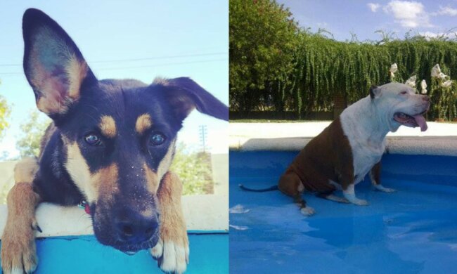 Zwei Hunde. Quelle: Facebook