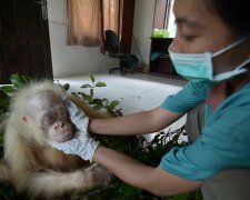 “Freiwillige kümmerten sich um eine einzigartige Vertreterin ihrer Tierart und ließen sie frei in die Natur, als sie bereit war”