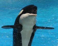 Orca. Quelle: Screenshot Youtube