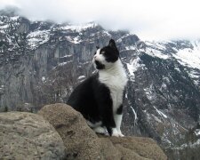 In den Schweizer Bergen half eine Katze einem streunenden Reisenden, den Weg nach Hause zu finden