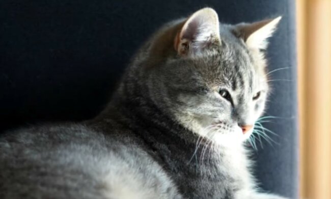 Das Glück kehrte sich mit der Katze zurück