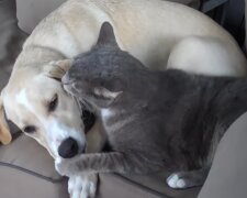 Labrador und Kater. Quelle: YouTube Screenshot