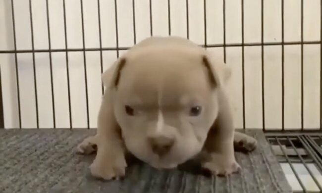 Welpe. Quelle: Screenshot YouTube