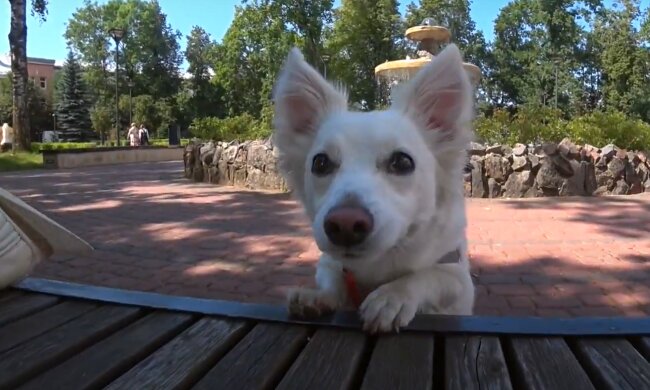 Weißer Hund. Quelle: YouTube Screenshot