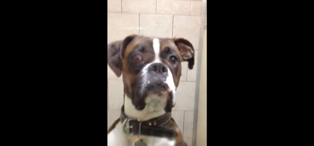 Hund beim Tierarzt. Quelle: Youtube Screenshot