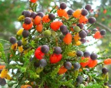 Wie sieht ein Baum  aus, auf dem 40 Obstsorten wachsen