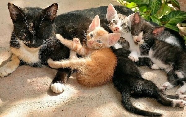 Wie eine Katze ihre Besitzerin täuschte und ihre kleinen Kätzchen rettete