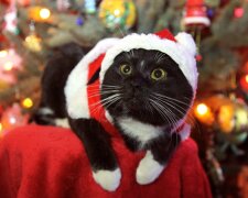 Als Weihnachtsmann verkleidete Katzen schenken Weihnachtsstimmung den Gästen des Cafes