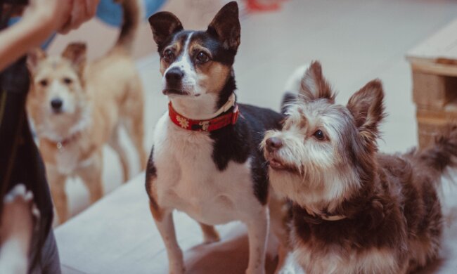Hundeliebhaber haben ein Café namens "Dog House" geöffnet, damit streunende Hunde dort leben könnten