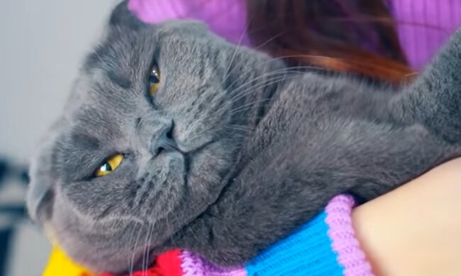 Samba. Quelle: YouTube Screenshot