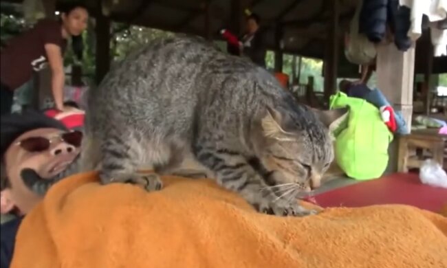 Charmanter Helfer. Quelle: Screenshot YouTube