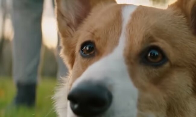 Der Hund hat seine Besitzer gefunden. Quelle: Youtube Screenshot