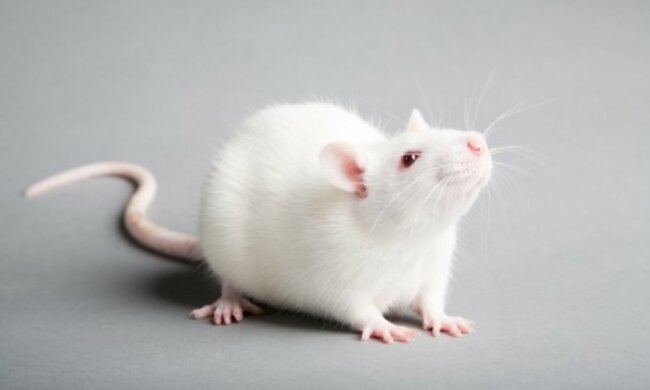 Wissenschaftler haben erklärt, warum sich die Augen von Ratten in verschiedene Richtungen bewegen können