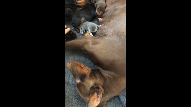 Dobermann-Mutter mit Babies. Quelle: Youtube Screenshot