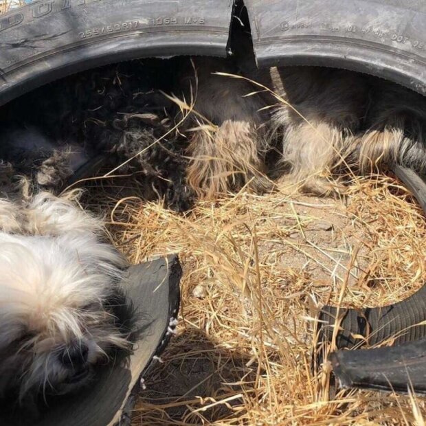 Drei Hunde wurden auf der Straße zurückgelassen und versteckten sich in einem alten Reifen, aber das Schicksal kam zur Rettung