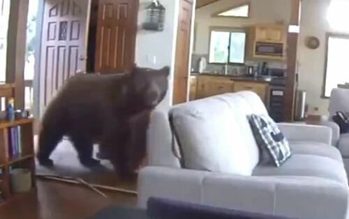 Uneingeladener Gast: Der Bär klopfte an die Haustür und drang in das Wohnhaus ein